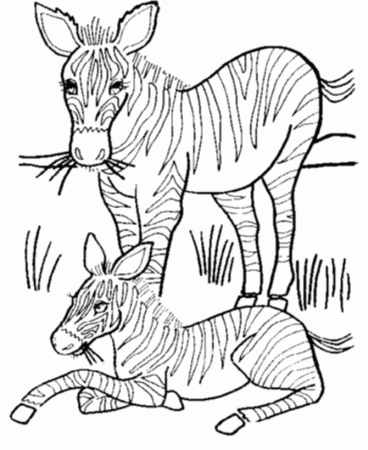 Baby Zebra Coloring Pages