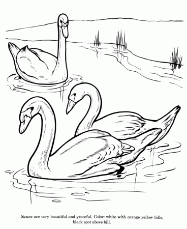 Animal Drawings Coloring Pages | Swan bird identification drawing 