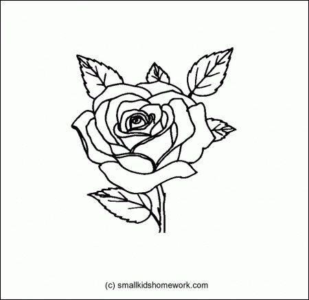 Rose Flower Outline and Coloring Picture with Interesting Facts