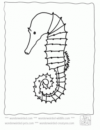 Seahorse Coloring Page, Free Seahorse Coloring Sheet & Seahorse 