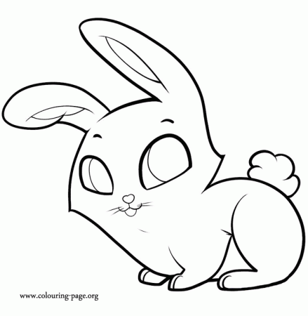 Rabbits and Bunnies - Adorable bunny with big eyes sitting 