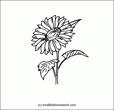 Sunflower - Outline and Coloring Picture with Facts