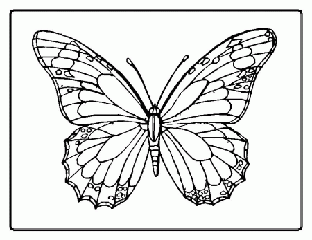 Butterflies and Bugs Coloring Pages Free Printable Download 