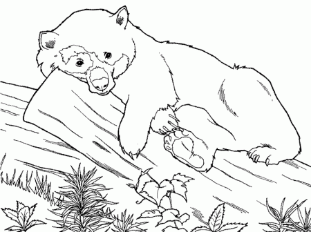 Download Free Printable Animal Coloring Pages Panda Or Print Free 