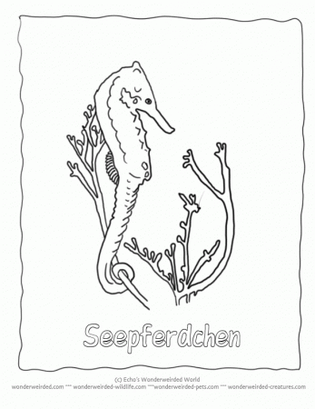 Seahorse Coloring Pages Ocean, Collection of Seahorse Pictures to 
