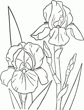 Spring Flowers Images Coloring Pages - Spring Coloring Pages 