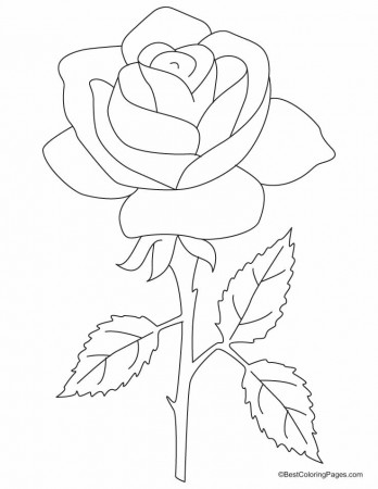 A beautiful rose with three petals coloring pages | Download Free 