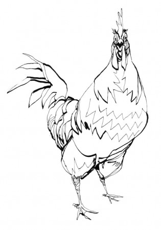 Rooster Face Drawing Images & Pictures - Becuo