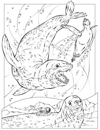 Killer Whale Fishes Ocean Animal Coloring Pages
