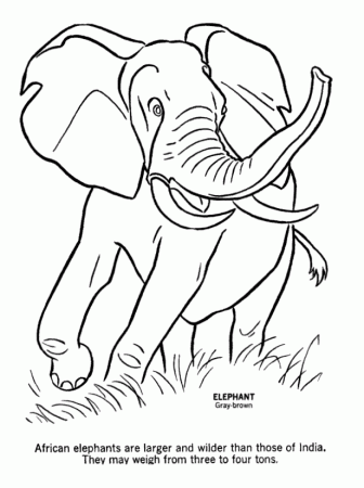 Wild Animal Coloring Pages | Wild Elephant Coloring Page and Kids 