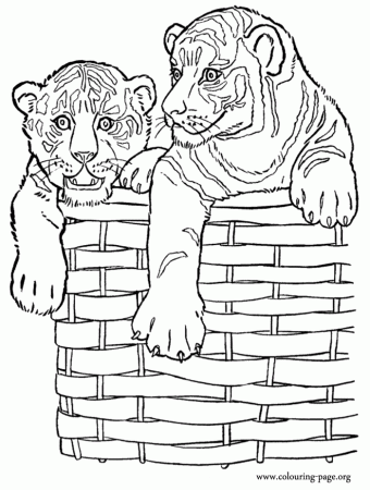 Tigers - Two tiger cubs in a wicker basket coloring page