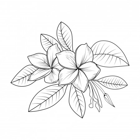 Plumeria coloring pages