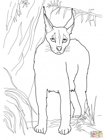Desert Lynx Caracal coloring page | Free Printable Coloring Pages