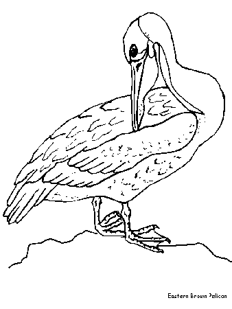 Brown Pelican Animals Coloring Pages coloring page & book for kids.