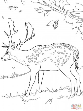 Fallow Deer coloring page | Free Printable Coloring Pages