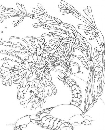 Great Barrier Reef Coloring Page
