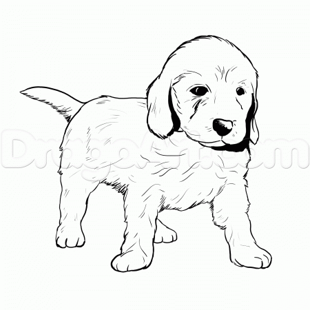 Lab Puppies How To Draw And Ceffcbccefcbfcefa adult