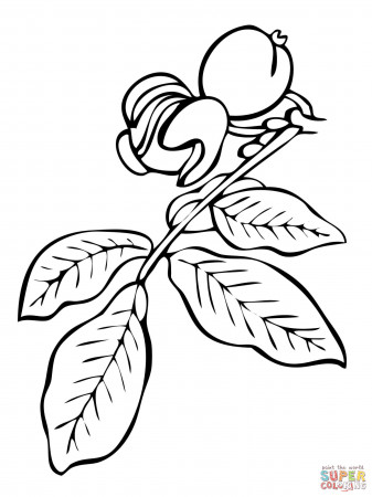 Walnut Tree Branch coloring page | Free Printable Coloring Pages