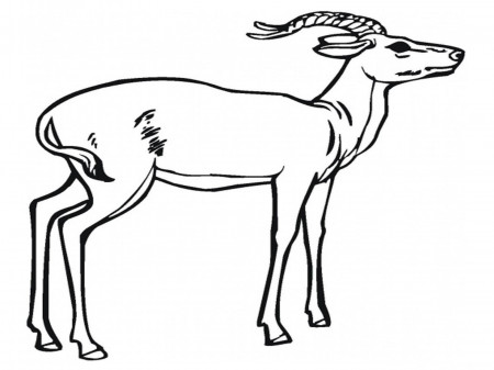 great Forest Animals Coloring Pages : Animal Coloring - Ducoloring.com