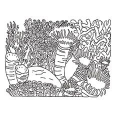 Coral Reef - Coloring Pages for Kids and for Adults
