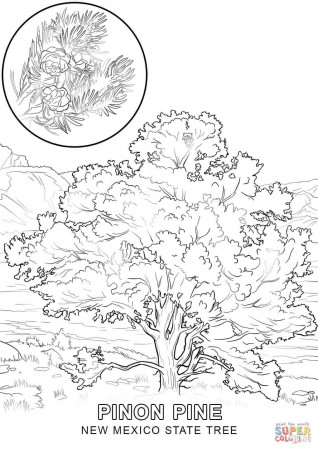 New Mexico State Tree coloring page | Free Printable Coloring Pages