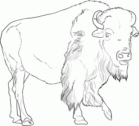 African Buffalo coloring page - Animals Town - Animal color sheets ...