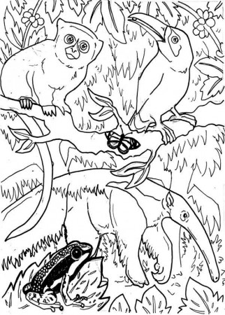 Rain Forest Animals - Coloring Pages for Kids and for Adults
