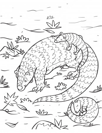 Premium Vector | Beautiful children coloring pages and coloring book for  kids and adult with pangolin with pangopups