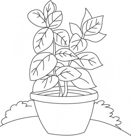 Basil vase coloring page | Download Free Basil vase coloring page for kids  | Coloring pages, Tree coloring page, Plant and animal cells