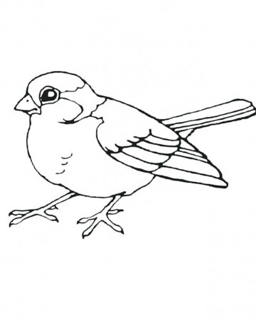 Sparrow Coloring Pages - Best Coloring Pages For Kids