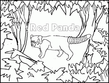 Red Panda coloring page - Animals Town - animals color sheet - Red ...