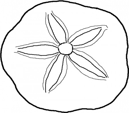 Download Clip Stock Dollar Coloring Pages Page - Sand Dollar Coloring Pages  PNG Image with No Background - PNGkey.com