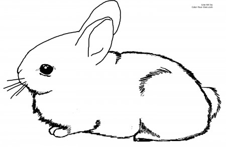 Cute Baby Bunny Coloring Pages Printable for Pinterest