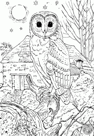 Barn Owl colouring page - The Barn Owl Trust