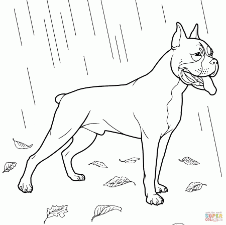 Boxer Dog coloring page | Free Printable Coloring Pages