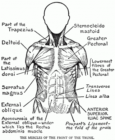 Muscular System Colouring Sheet - Human Anatomy Diagram