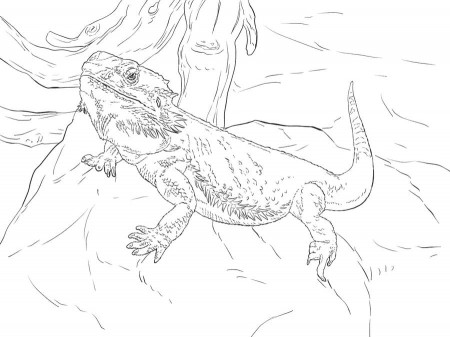 Coloring pages: Water dragon, printable for kids & adults, free