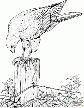 Hawks coloring pages | Free Coloring Pages