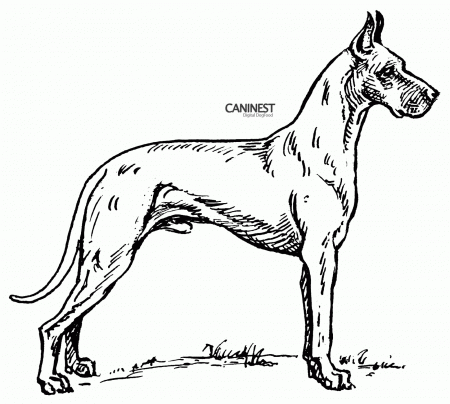 Dog Breed Coloring Pages 2