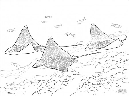 Printable Spotted Eagle Rays Coloring Page - ColoringBay