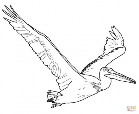 American White Pelican coloring page | Free Printable Coloring Pages |  Pelican art, Pelican drawing, Coloring pages