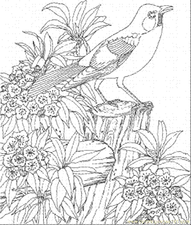 Bird Of State Connecticut Coloring Page for Kids - Free USA Printable Coloring  Pages Online for Kids - ColoringPages101.com | Coloring Pages for Kids
