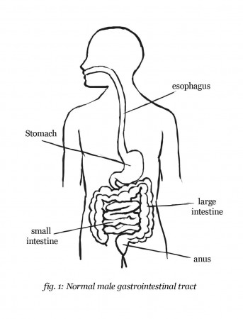 Digestive System Coloring Page Page 1