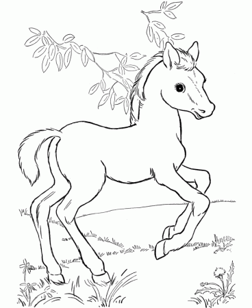 Wild Horse Coloring Pages To Print - High Quality Coloring Pages