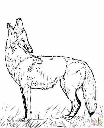 Howling Coyote coloring page | Free Printable Coloring Pages