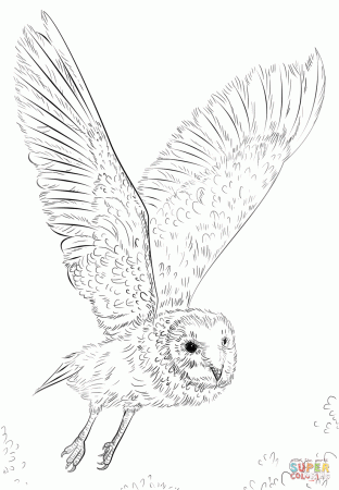 Barn Owl in Flight coloring page | Free Printable Coloring Pages
