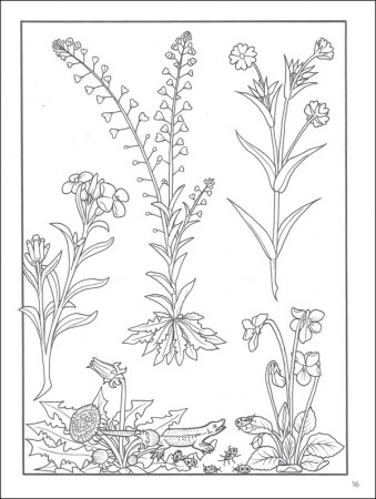 Elegant Herbs & Medicinal Plants Coloring Book | Pomegranate Communications  | 9780764982286
