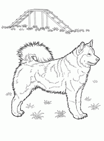 Husky Coloring Pages | Dog coloring page, Animal coloring pages ...