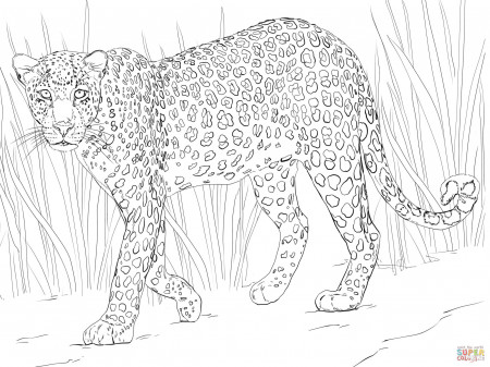 Clouded Leopard Coloring Pages