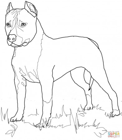 American Staffordshire Terrier coloring page | Free Printable ...